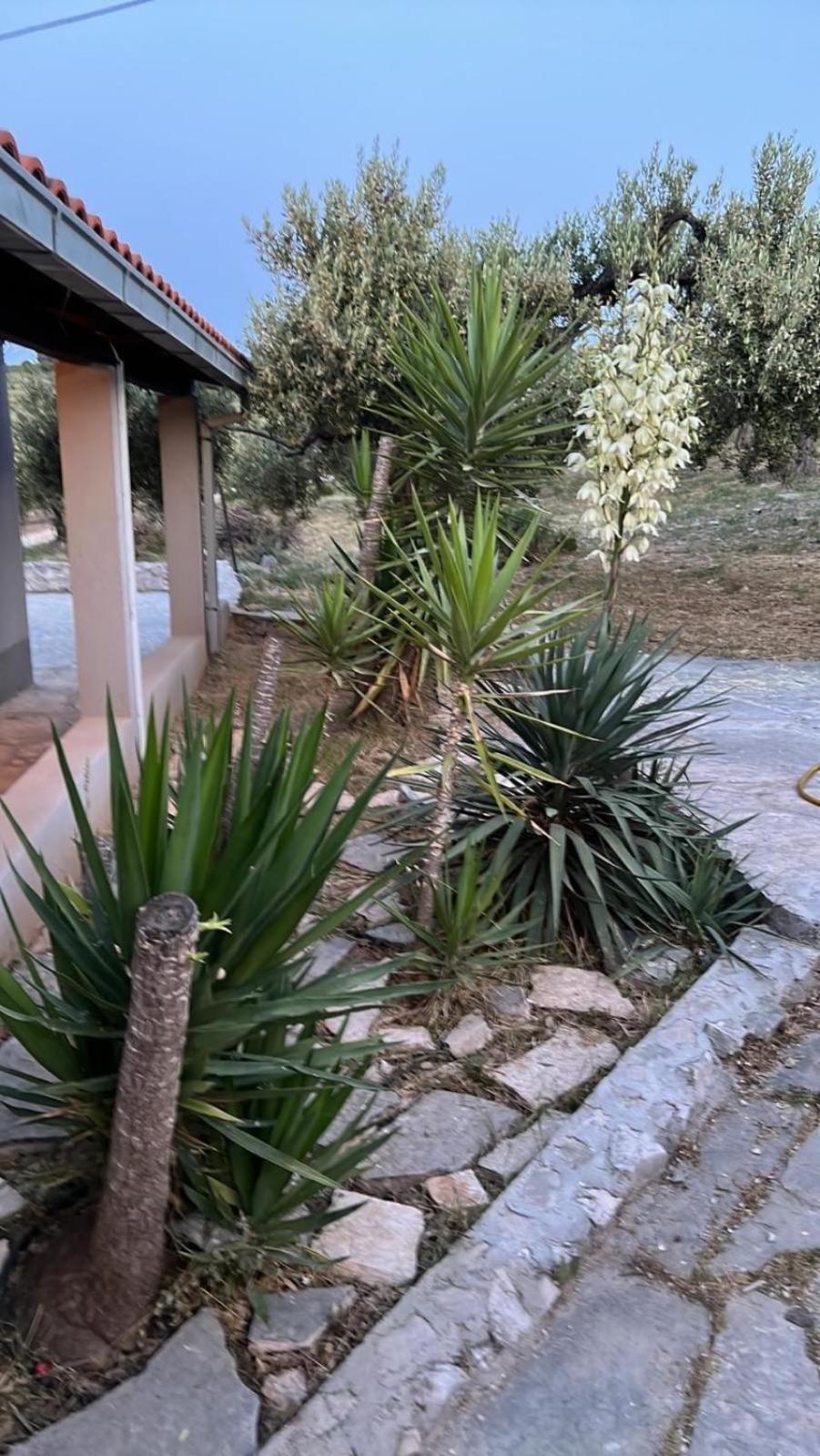 Villa Maslina House Sutivan Esterno foto
